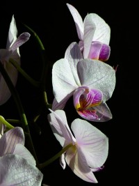 plat - orchid wedding bouquet